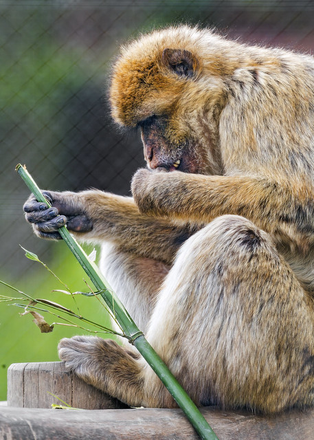 Macaque eating bamboo