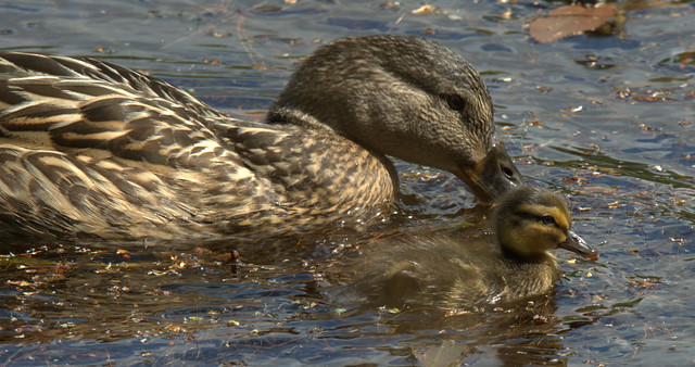 Mallard with Duckling