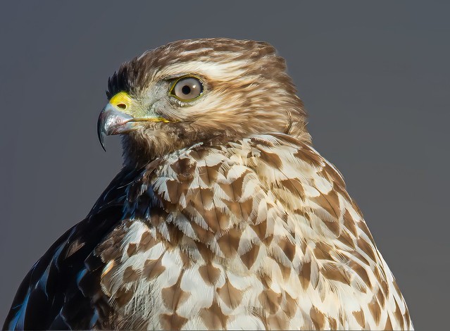 Afternoon Light: Sharp-shinned Hawk (Accipiter striatus) (j)