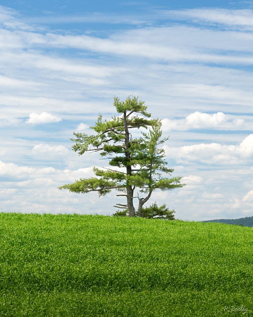 Lone Pine on a Hill, Alfred, Ontario