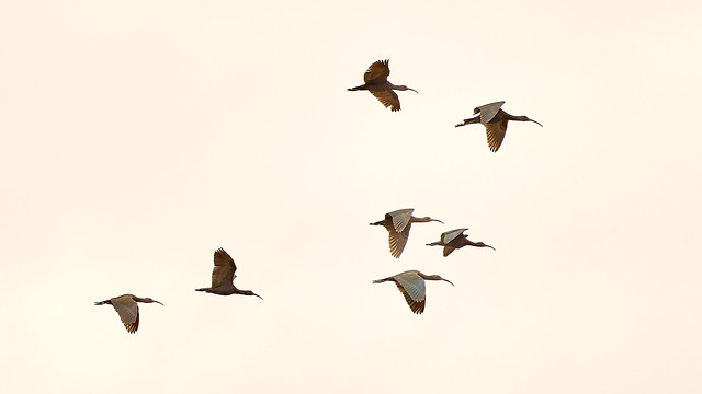 aves en vuelo