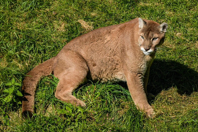 Le cougar du Zoo sauvage de St-Félicien au Canada!