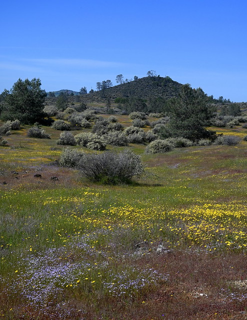 Wildflowers, Tuolumne Co., California