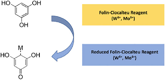 Sơ đồ thể hiện quá trình khử thuốc thử Folin-Ciocalteu gây ra bởi quá trình oxy hóa phenolic trong mẫu