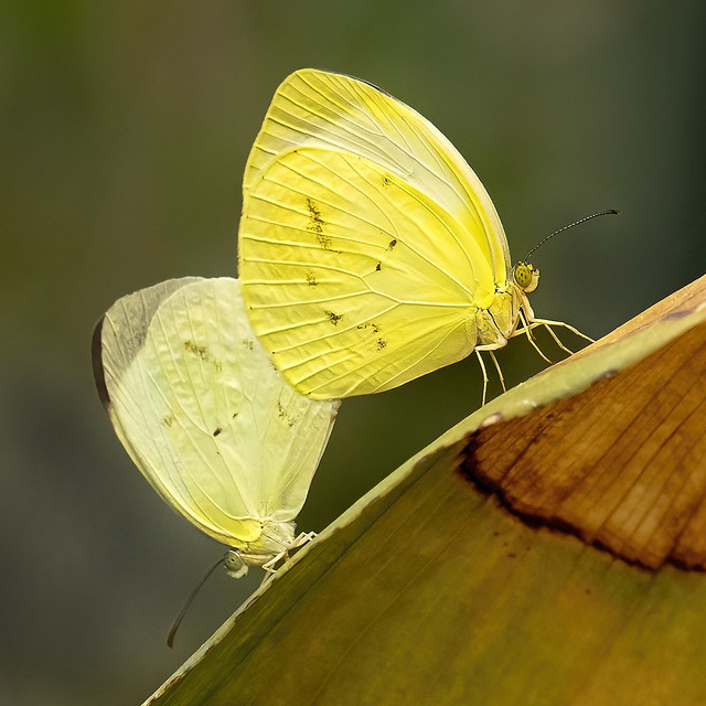 Mating pair of Ghost Yellow butterflies (Eurema albula)