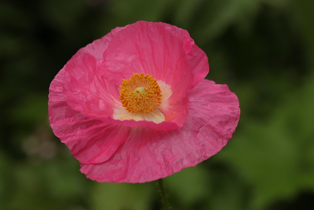 Pink Poppy In the Garden