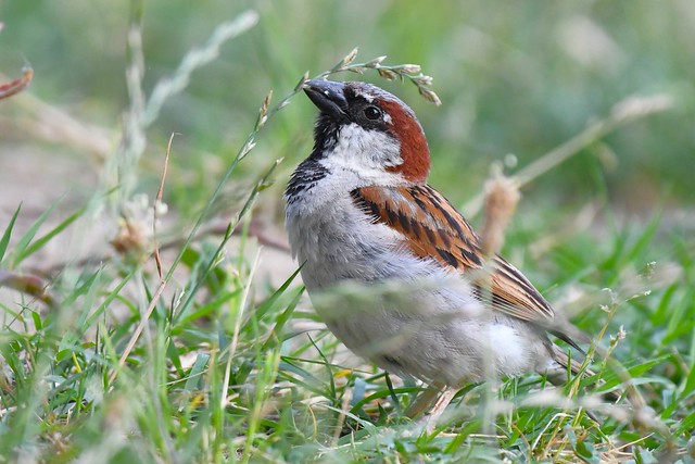 Moineau domestique - Passer domesticus - House sparrow