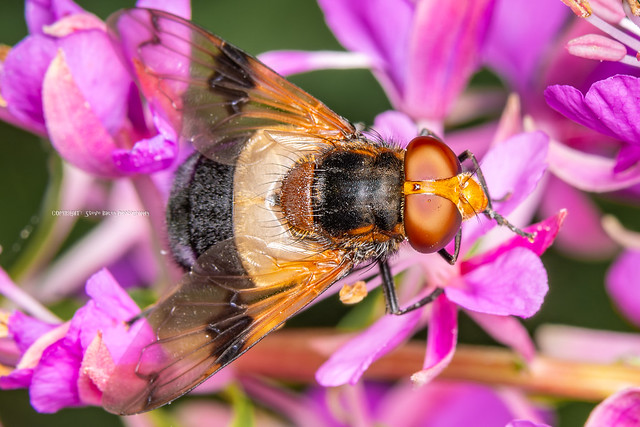 Pellucid hoverfly - female Volucella pellucens