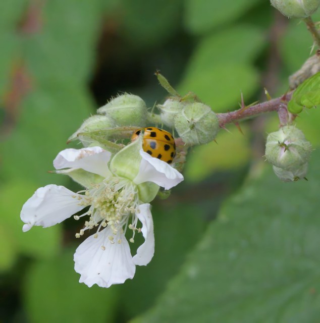 22-spot ladybird (Psyllobora vigintiduopunctata)