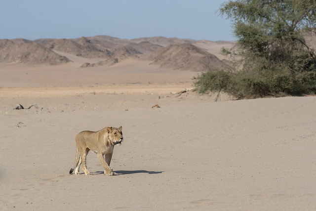 Lone female Lion