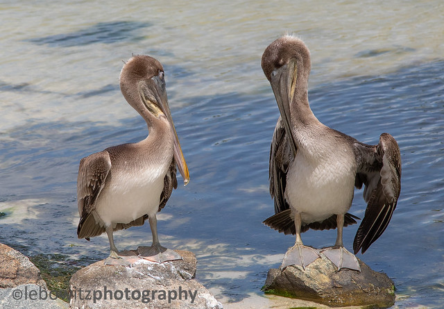 Pelicans on the rocks
