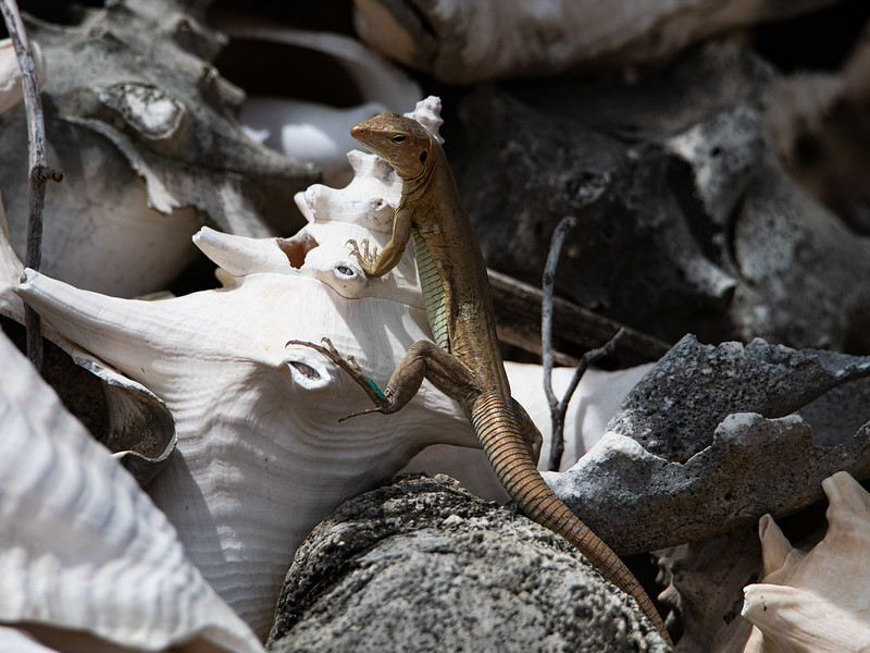 Bonairiaanse renhagedis - Bonaire Island Whiptail Lizard (Cnemidophorus ruthveni)-350_1483
