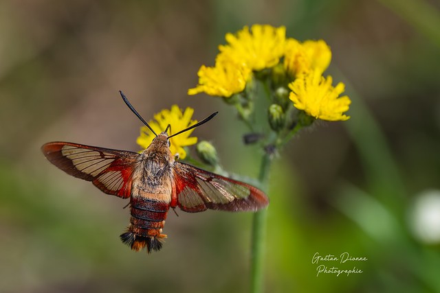 Papillon Sphinx colibri  Hemaris thysbe