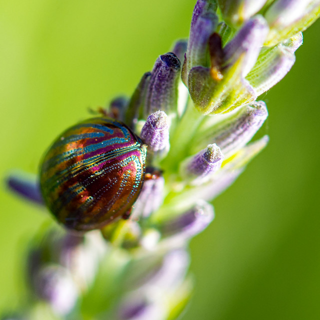 Lavender Beetle