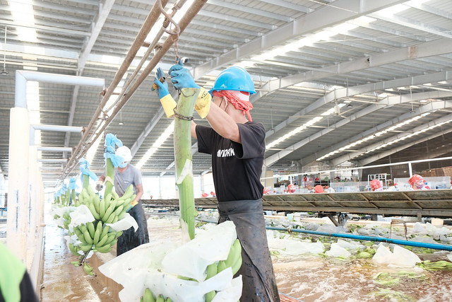 Workers in banana export