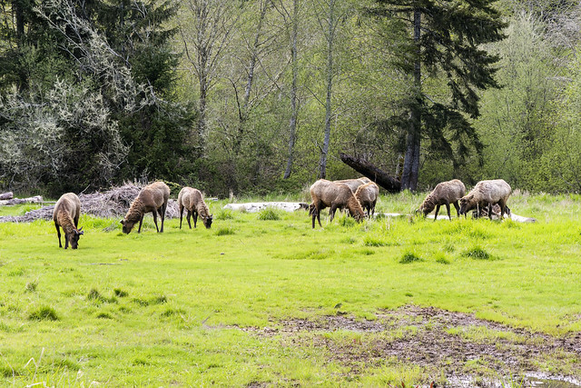 Elk of the Redwoods