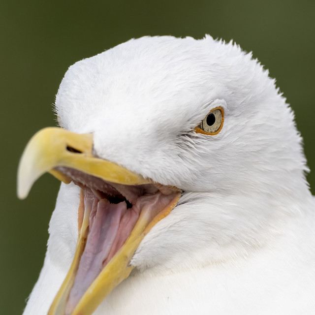 Zilvermeeuw-Herring Gull (Larus argentatus)