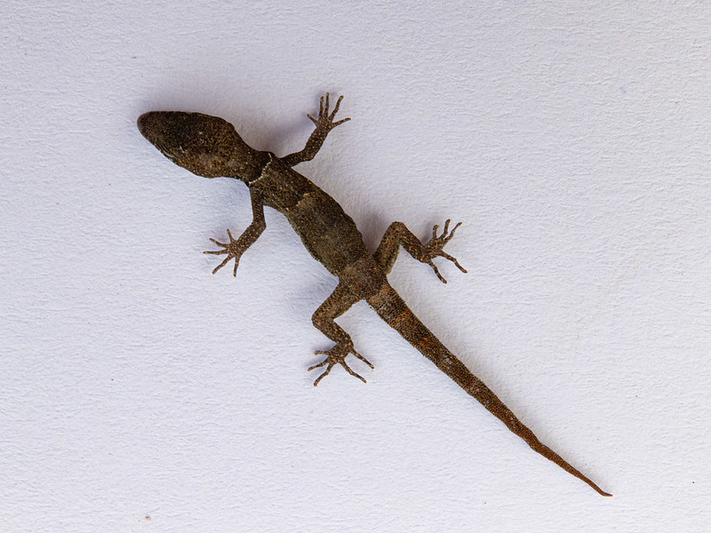 Zwavelkopje - Antilles Gecko (Gonatodes anttillensis)-350_1614