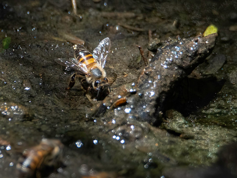Europese honingbij - European Honey Bee (Apis mellifera)-350_1879