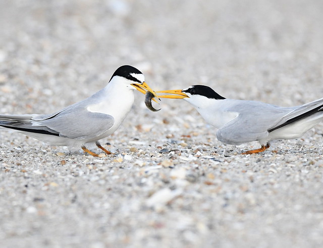 Least Terns Exchanging a Meal