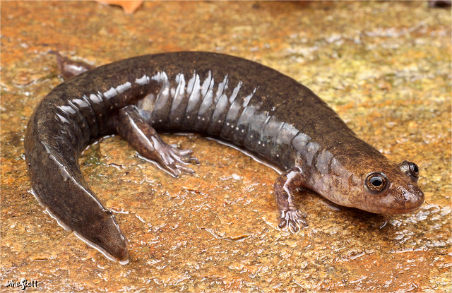 Kanawha Blackbelly Salamander (Desmognathus kanawha)