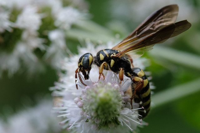 Summer - Five-banded Thynnid Wasp