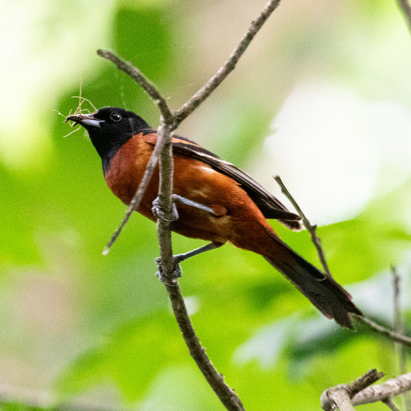 orchard-oriole-2375
