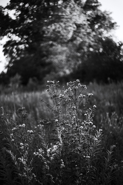 summer grasses 16 @ walking path