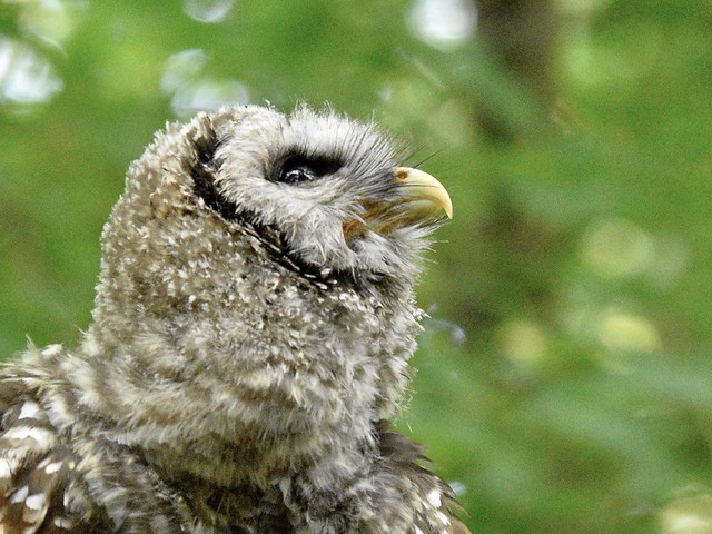 Barred owlet