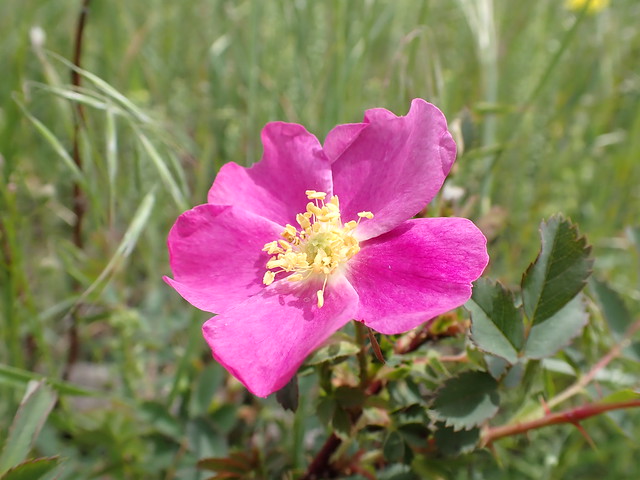 Rosa woodsii - Wood rose