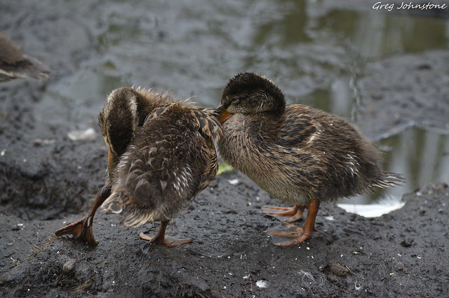 Ducklings - 27
