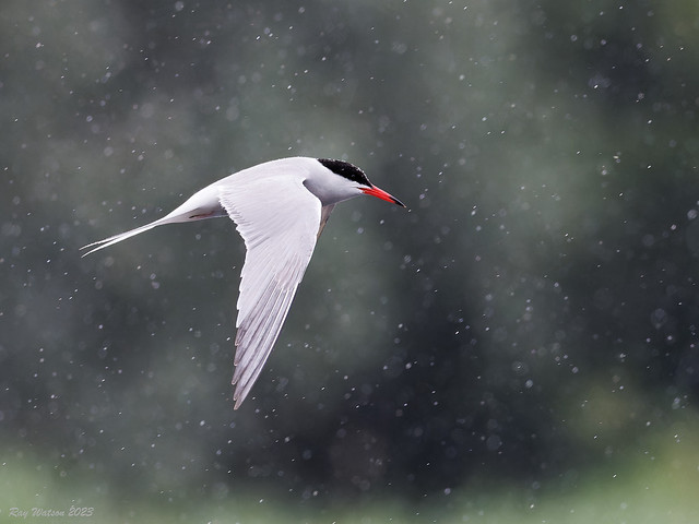 Common Tern in the rain