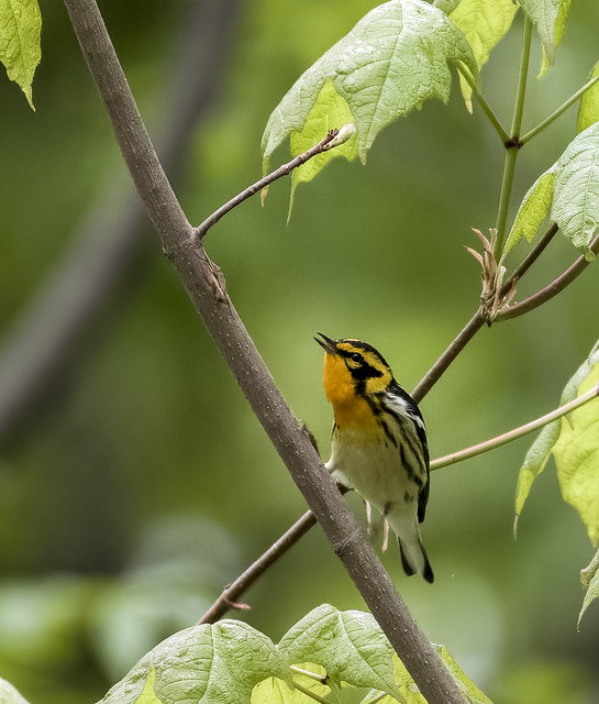 singing warbler