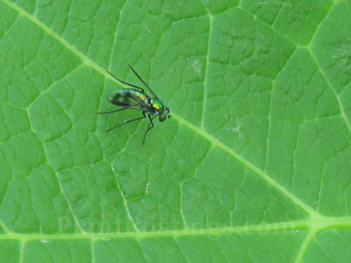 fly on hollyhock foliage