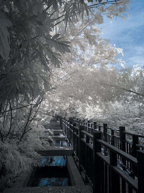 (infrared photography)烏日 知高圳