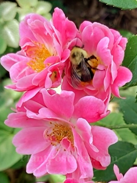 bee on roses