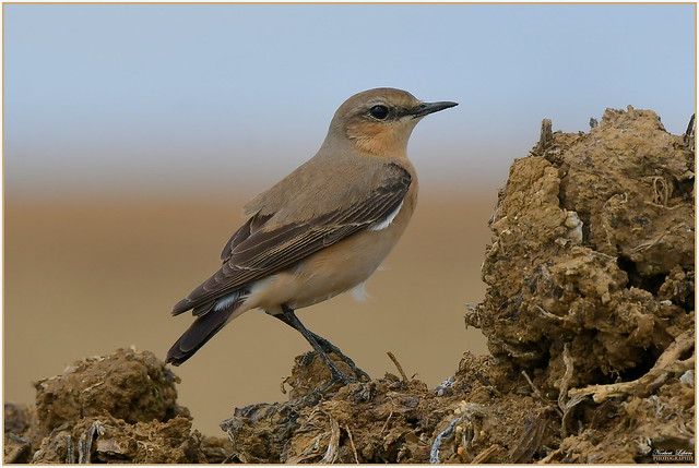 Traquet motteux ( Oenanthe oenanthe - Northern Wheatear )