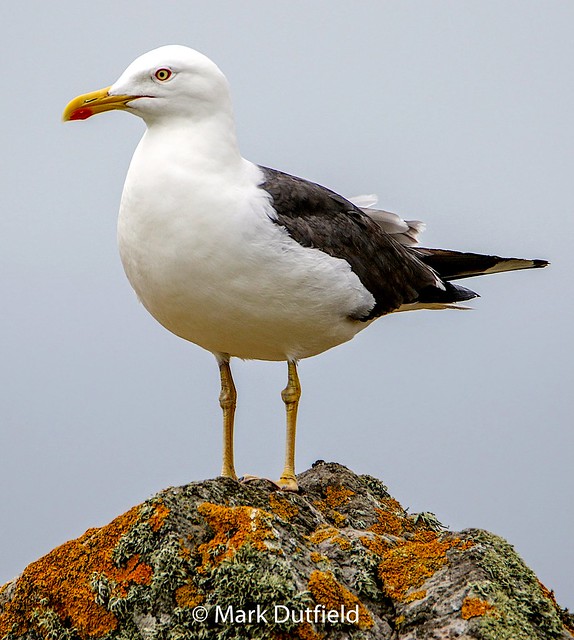 Great black backed gull