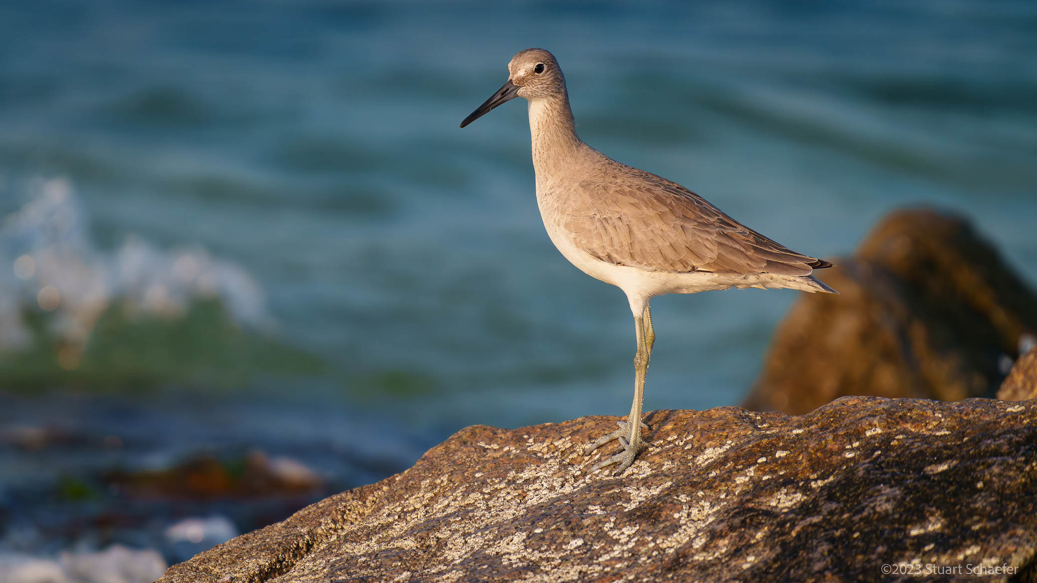 Willet On The Lookout