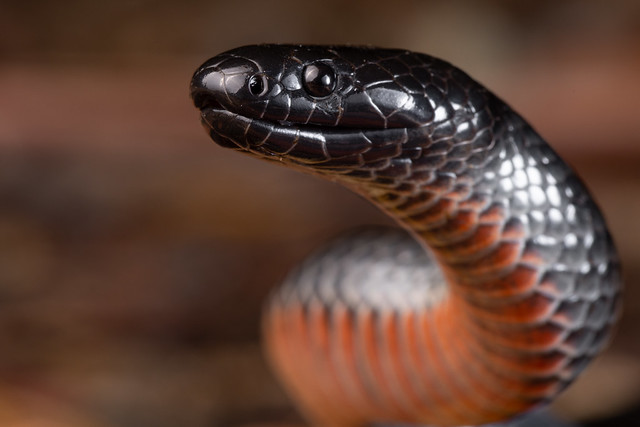 Eastern Small-eyed Snake - Cryptophis nigrescens