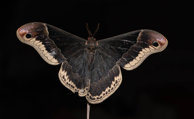 Male Promethea Moth  Top