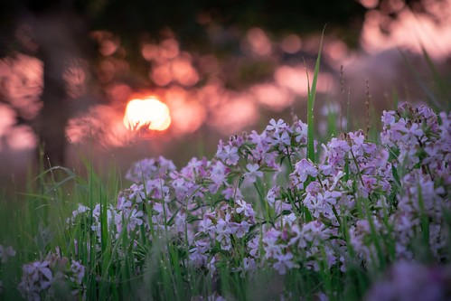 sunrise dawn bokeh flowers prairie