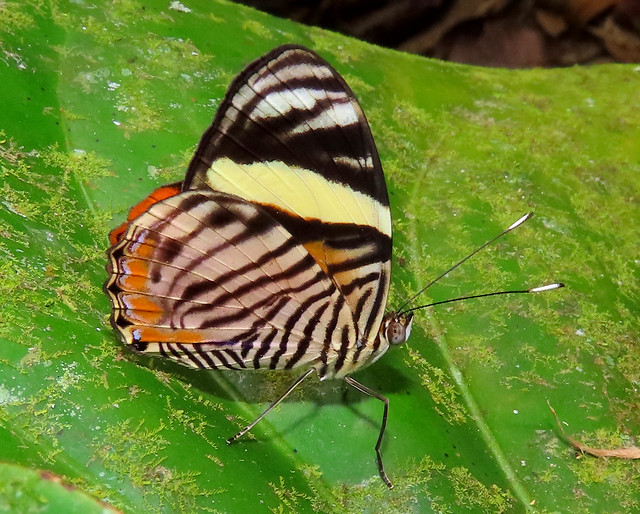 Tigridia acesta (Nymphalidae)