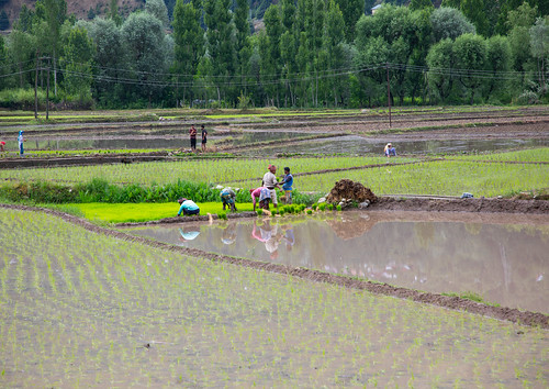 adults agriculture beautyinnature colourpicture crop cultivated day farming field flooded ganderbal green growth horizontal india india23404 jammuandkashmir kashmir landscape men naturalpattern nature outdoors paddyfield rice ricefield ricepaddy ruralscene terracedfield tranquilscene tranquility travel women