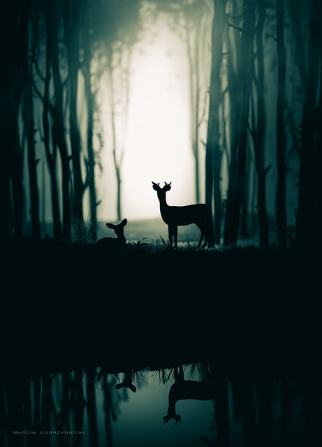 Forest life