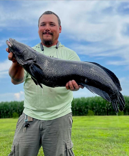 A Snakehead Fish Is Caught With A Fake Bait Stock Photo - Download