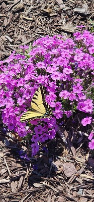 Yellow swallowtail butterfly with black stripes on purple phlox flowers.