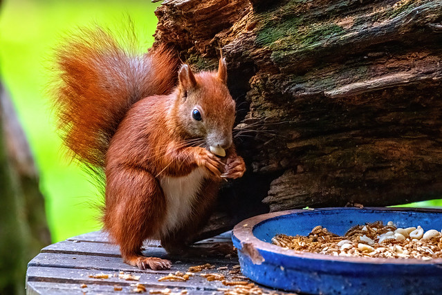 Eichhörnchen (Red Squirrel)  03MB4181  (on Explore, July 07, 2023)