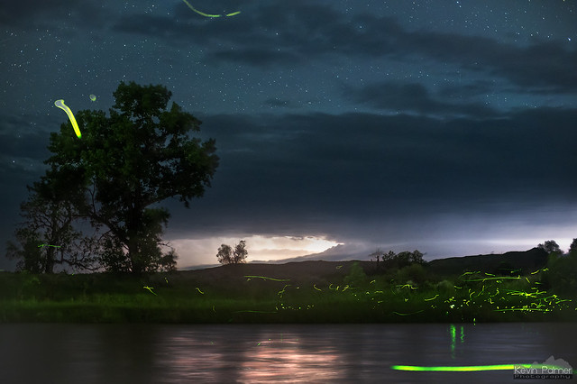 Montana Fireflies