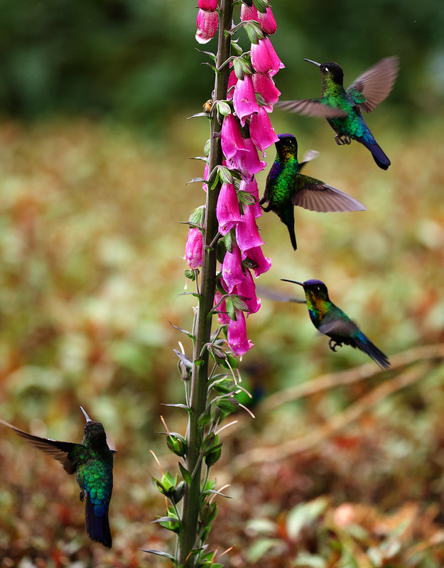 Fiery-throated Hummingbird_Panterpe insignis_Ascanio_Costa Rica_DZ3A8136